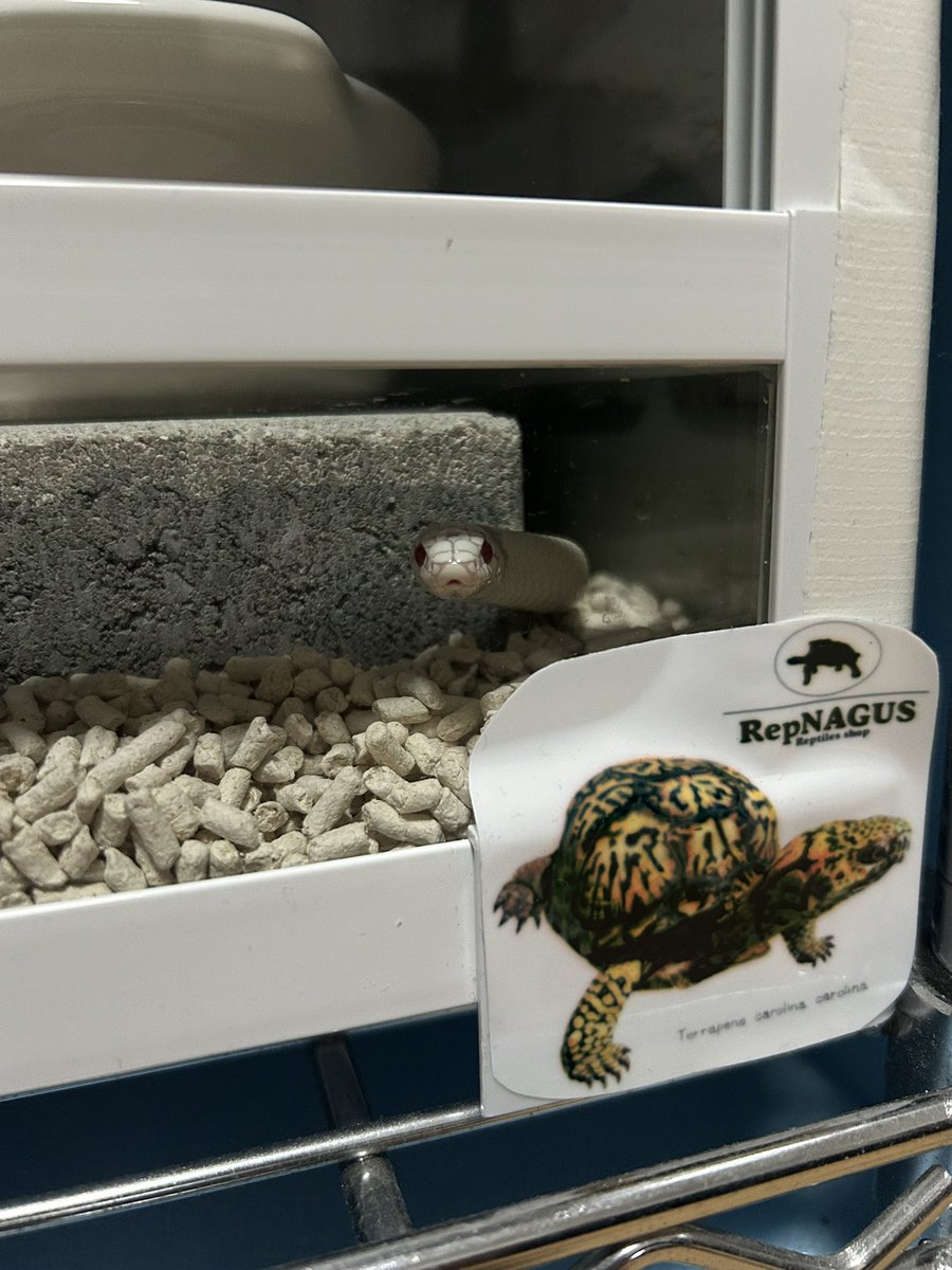 のぢ𓆙ིྀ tweet media