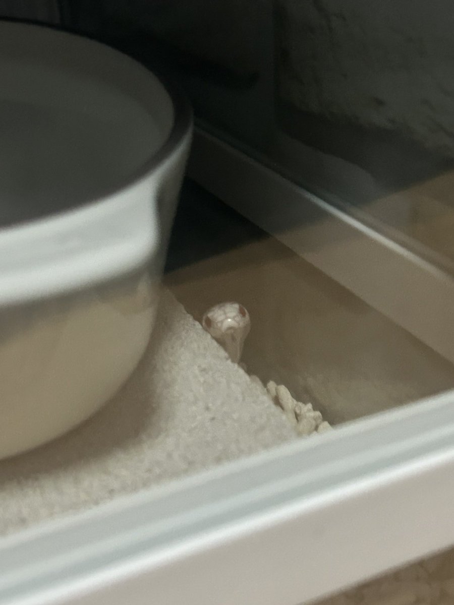 のぢ𓆙ིྀ tweet media