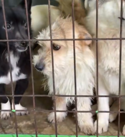 이름은 귀리 🕯️가족 찾은 찰떡 tweet media