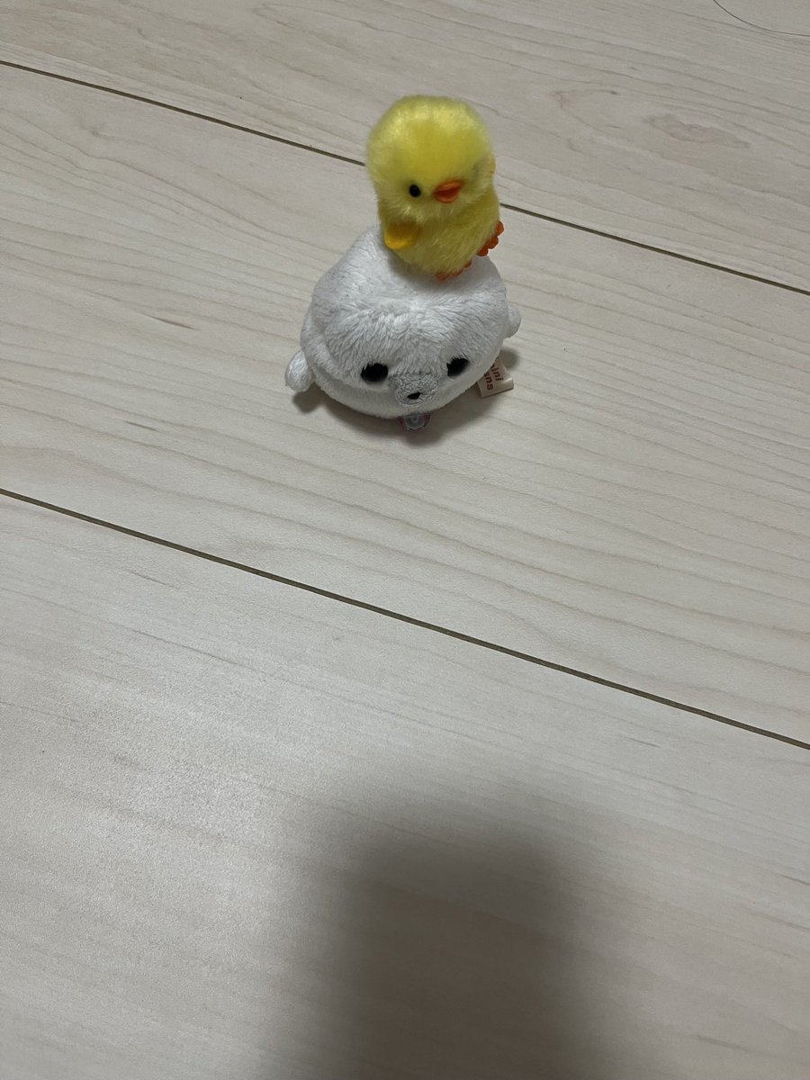 たまちゃんෆ˚⋆୨୧⋆˚ෆ tweet media