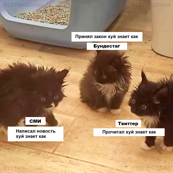 Генетический кот tweet media