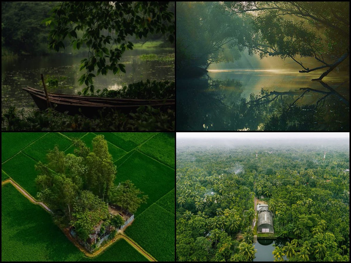 water lily tweet media