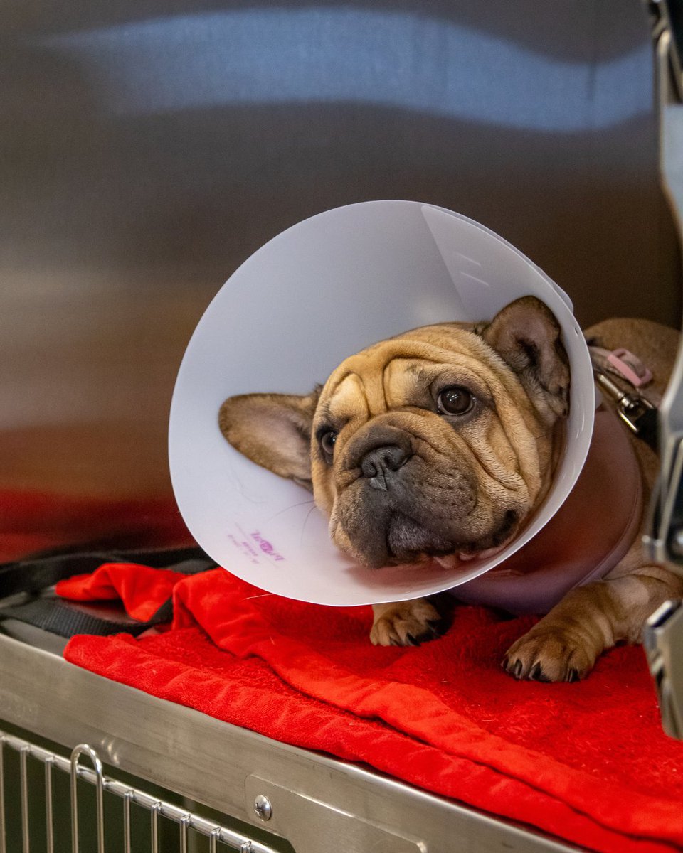 Dr. Kelly's Surgical Unit tweet media