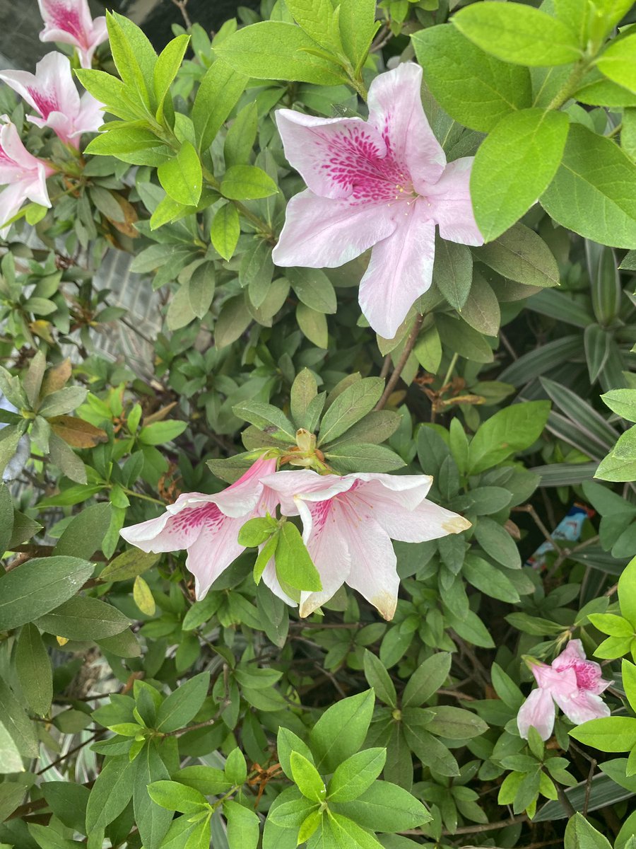 𝑺𝒂𝒃𝒊𝒏𝒆. tweet media