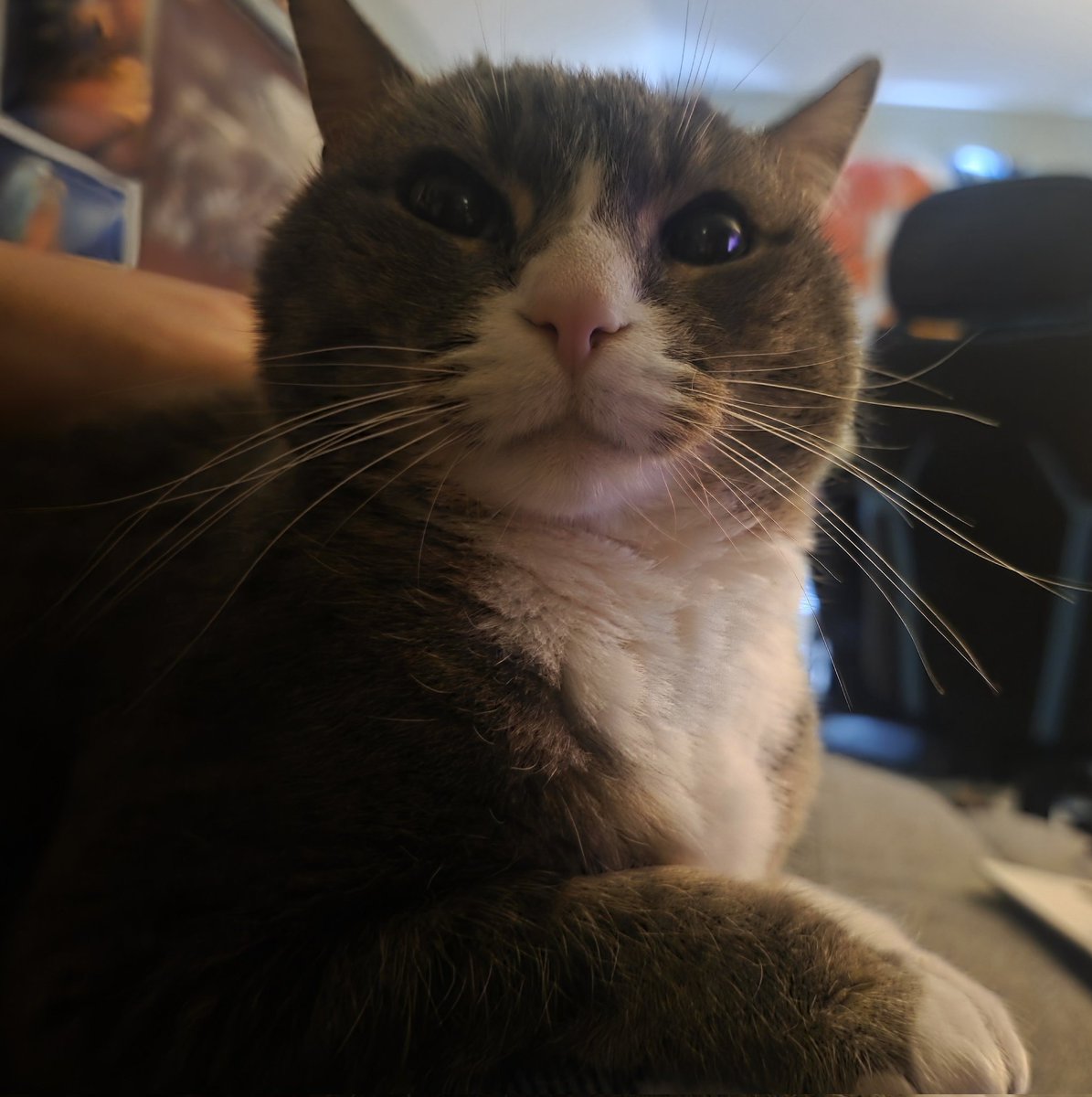 LiftQueen SFW (100/100) tweet media