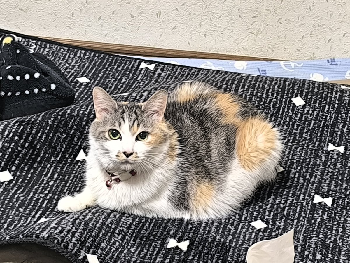 紅茶まん tweet media