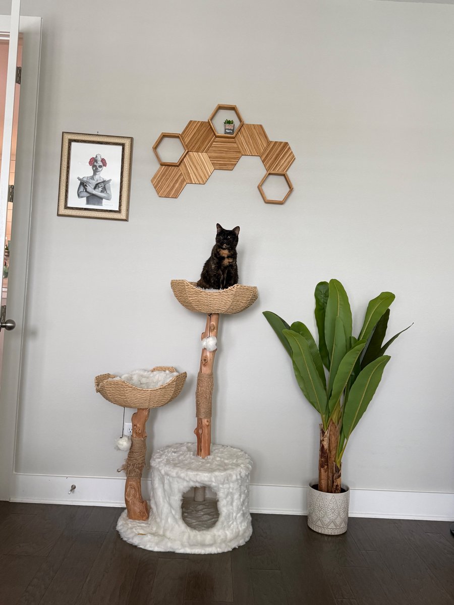 Laura Lux 🦖🪐 tweet media