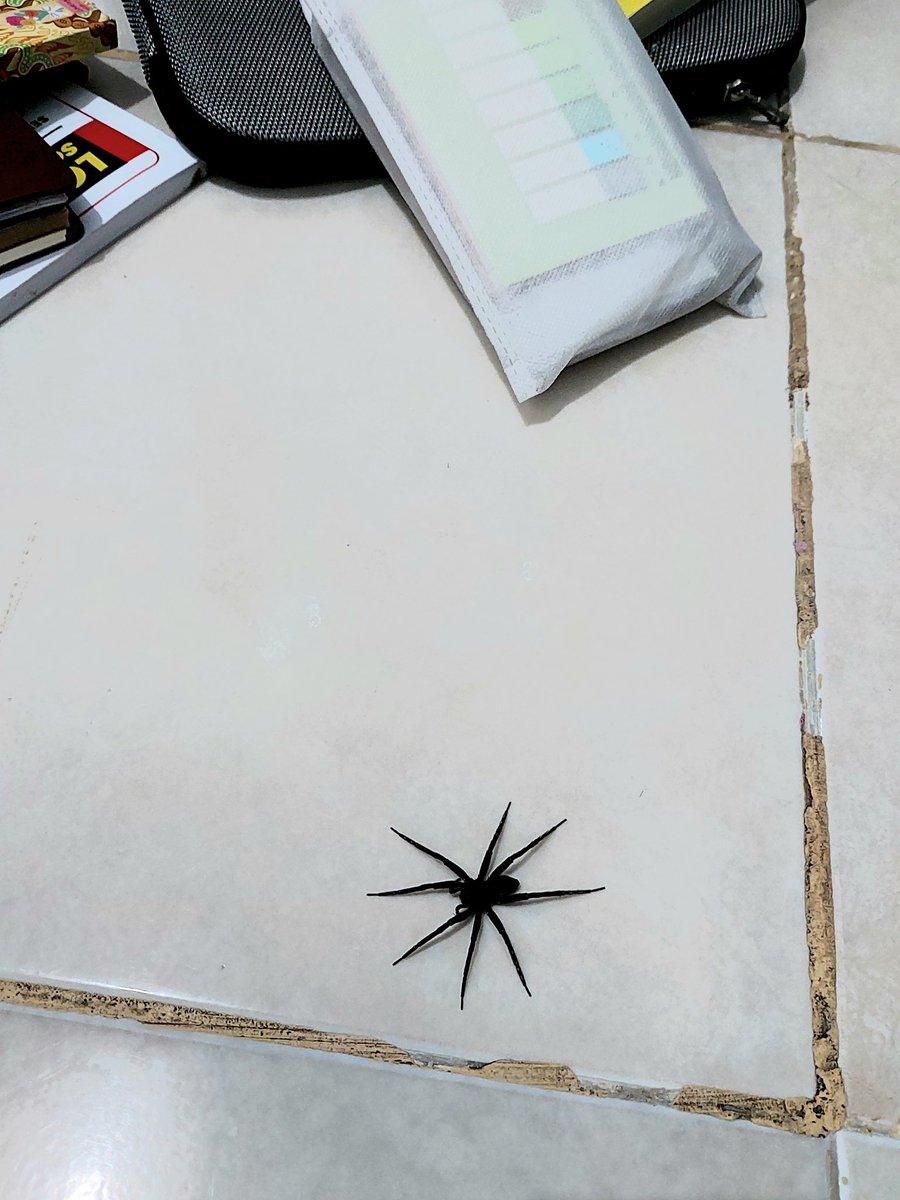 ࣪˖ ִ۫ ꣑ৎ ghelsea 𖦹 ⋆˙ tweet media