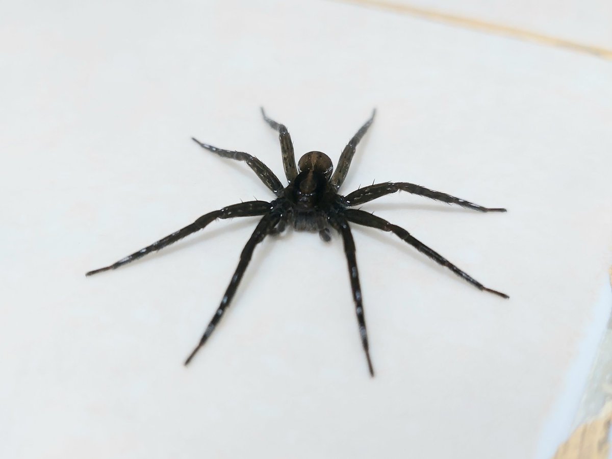 ࣪˖ ִ۫ ꣑ৎ ghelsea 𖦹 ⋆˙ tweet media