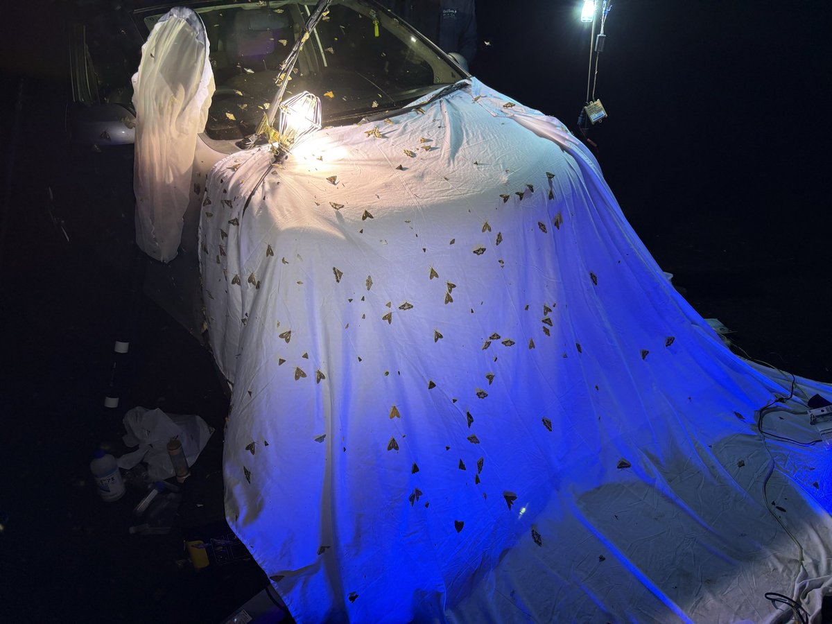 くさうろ虫 tweet media