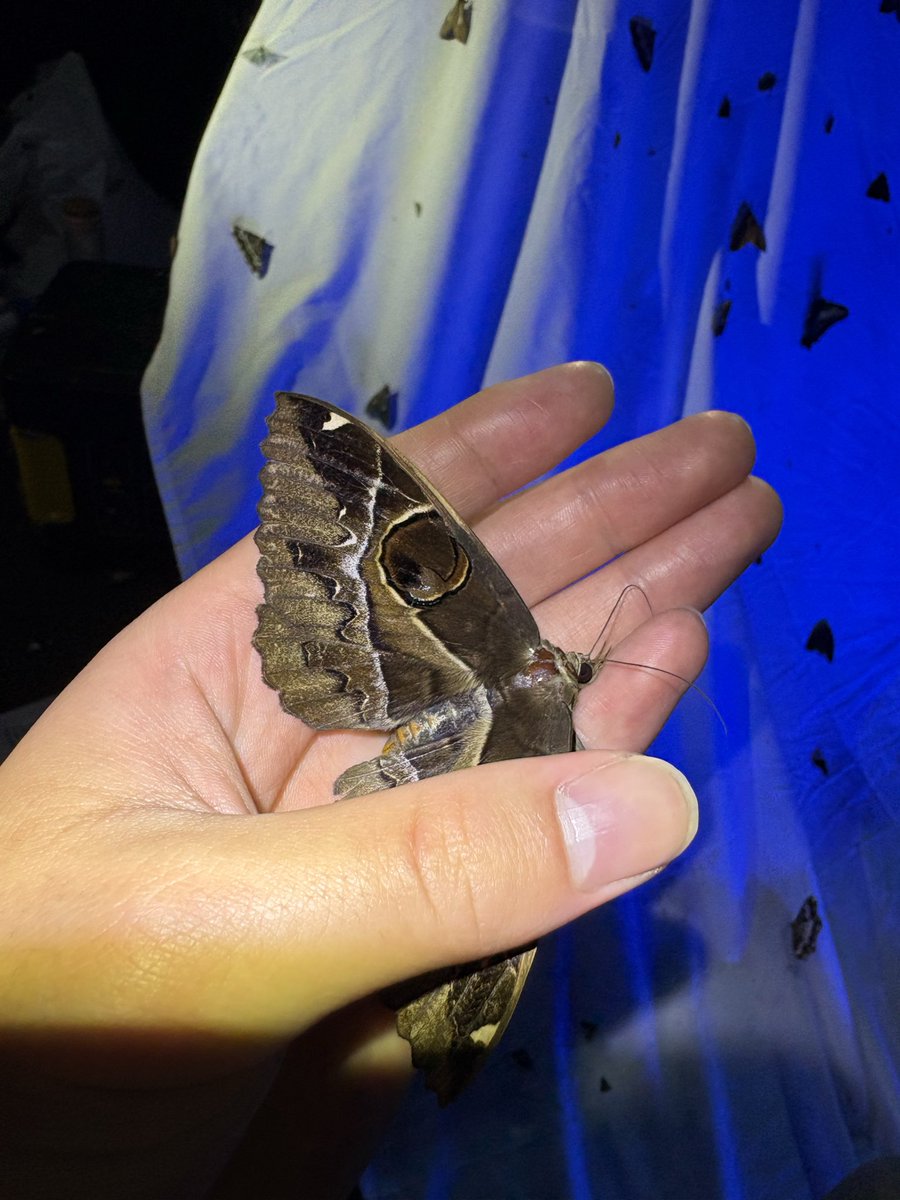 くさうろ虫 tweet media