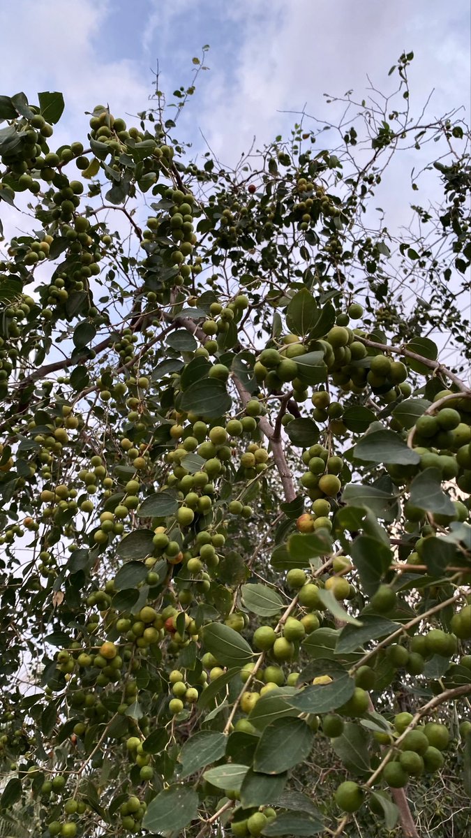 رَغـد tweet media