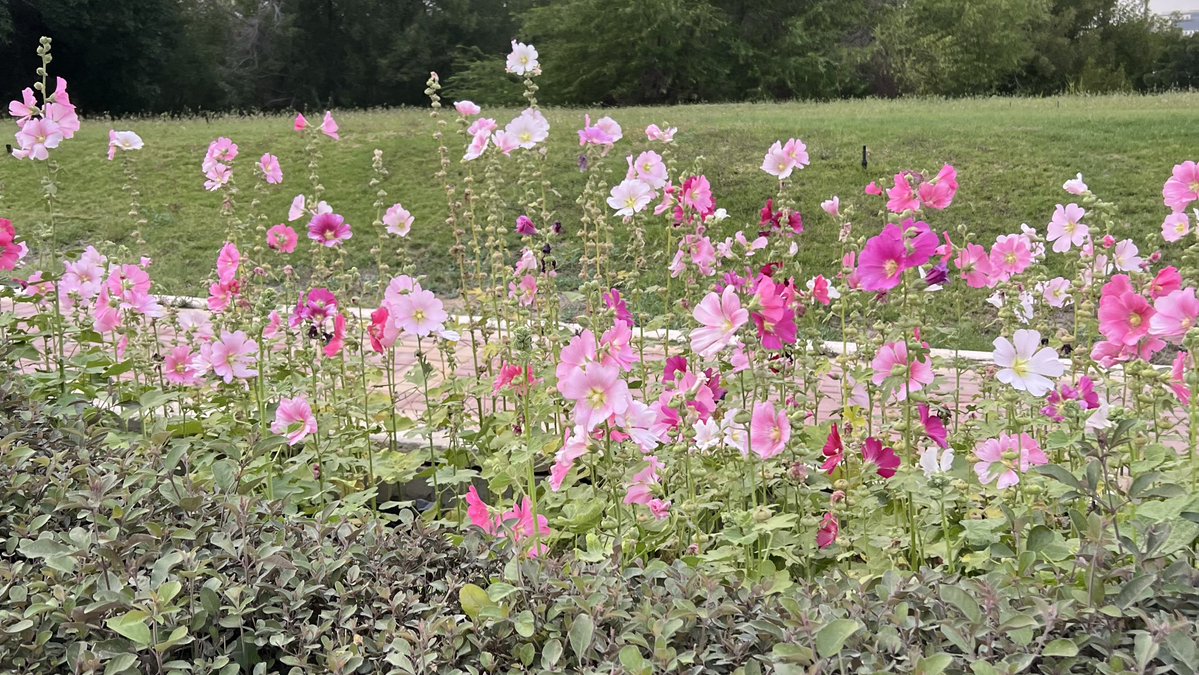 HALOONA✨ tweet media