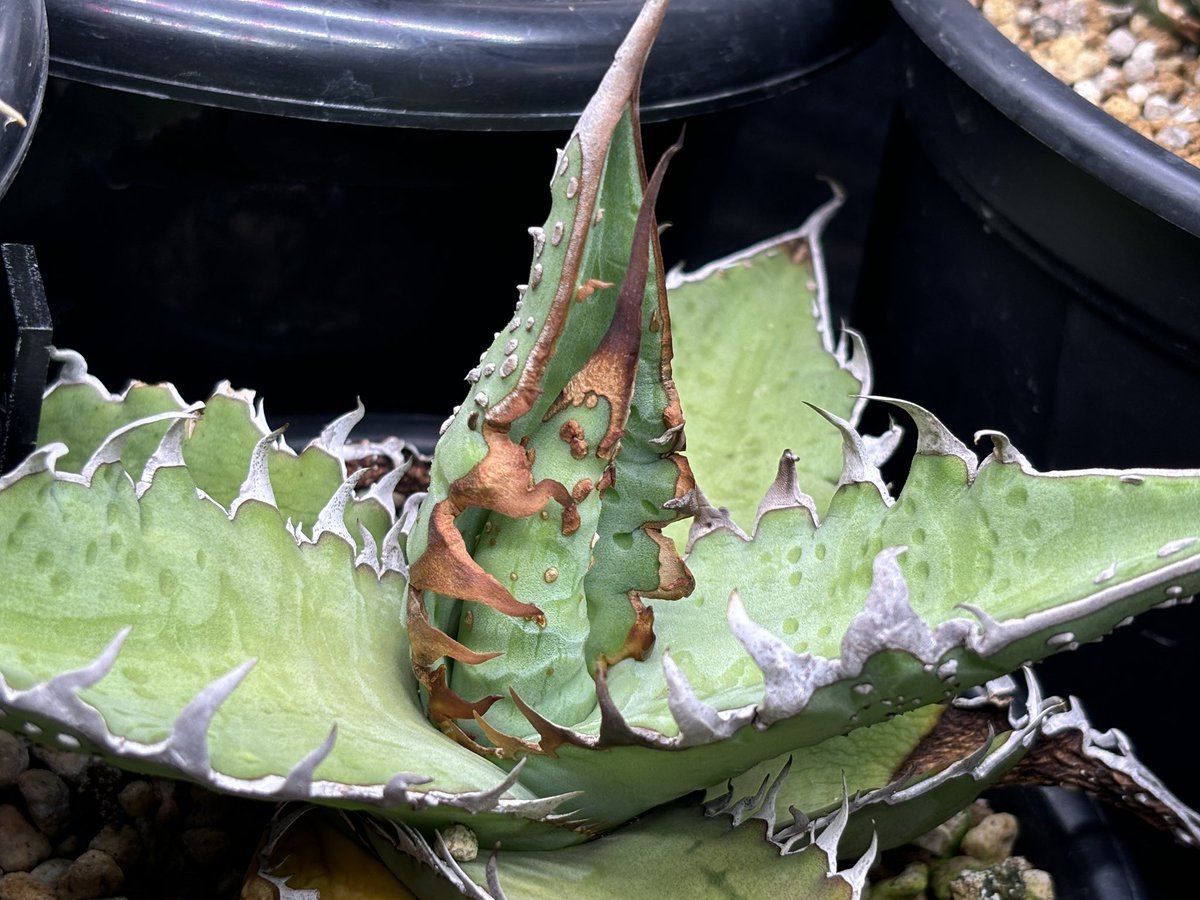 バナナ原　バナ子 tweet media