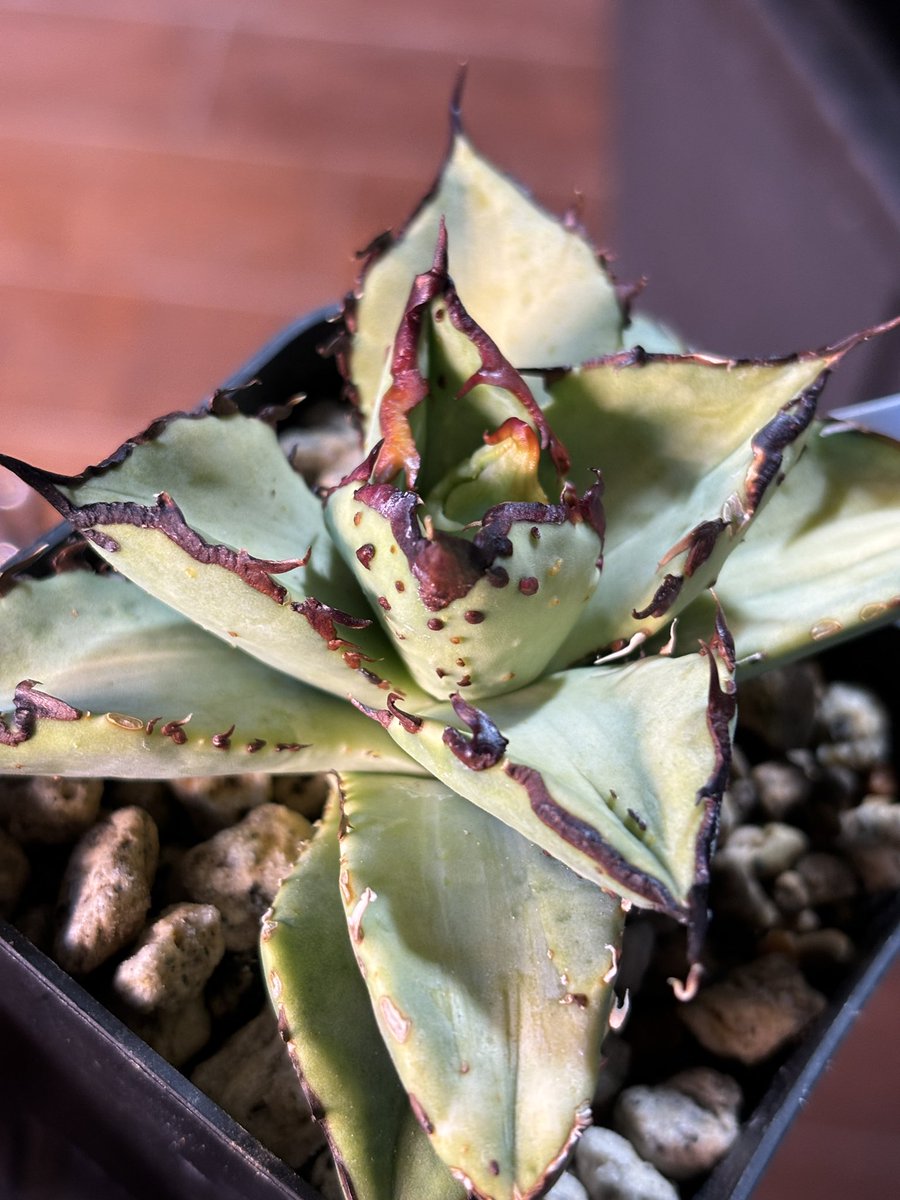 バナナ原　バナ子 tweet media