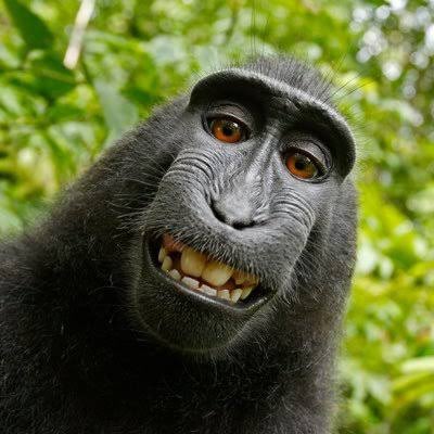 Ape Bong Coin tweet media