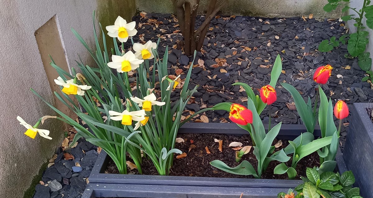 BakApple◬ tweet media