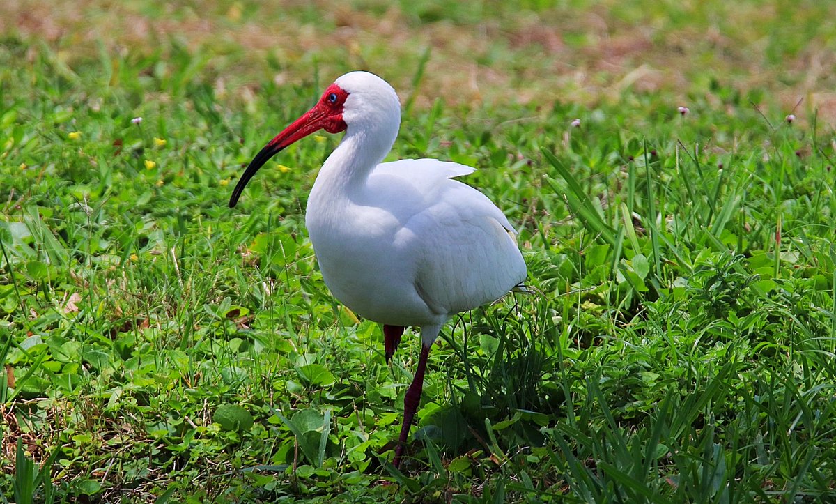 Henry Huecker tweet media