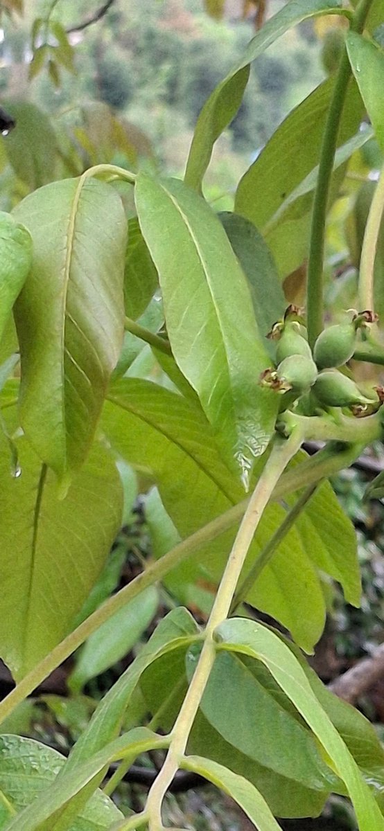 @Cluster_bearing_Walnut