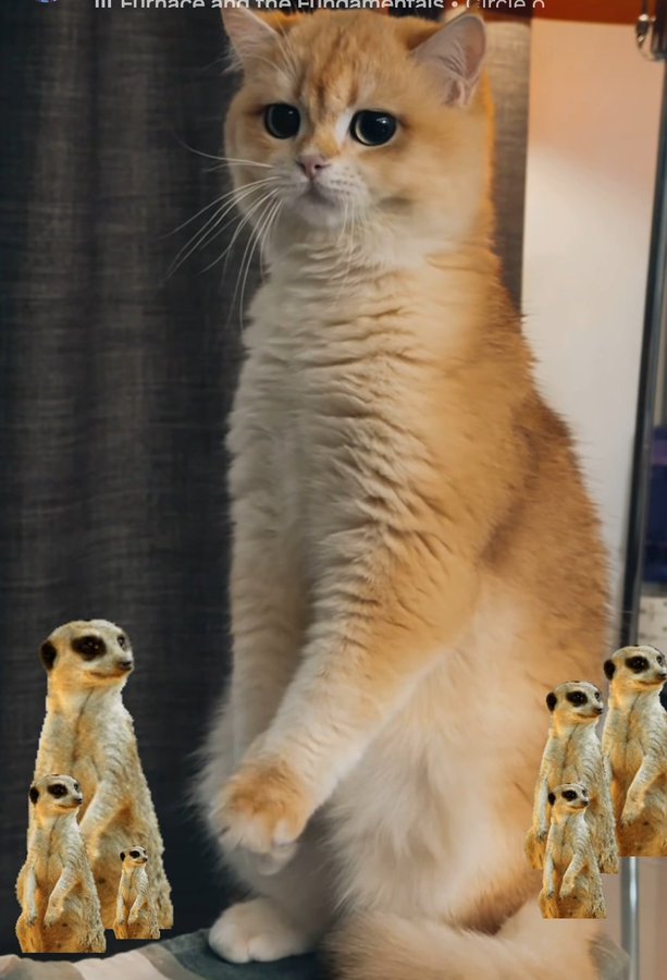 CatRose🎸🌹 tweet media