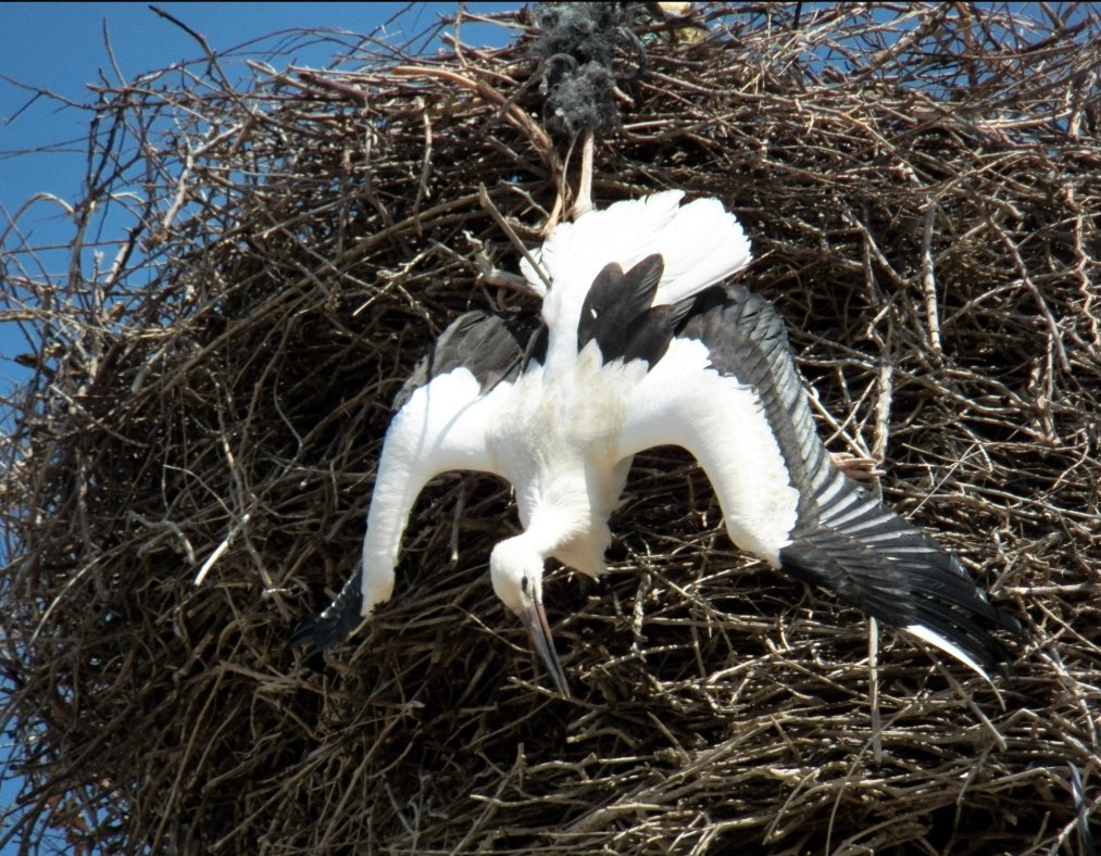 Salvemos La Dehesa tweet media
