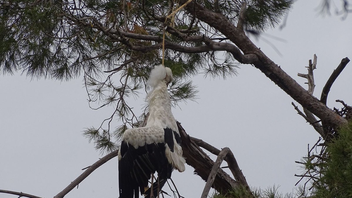 Salvemos La Dehesa tweet media