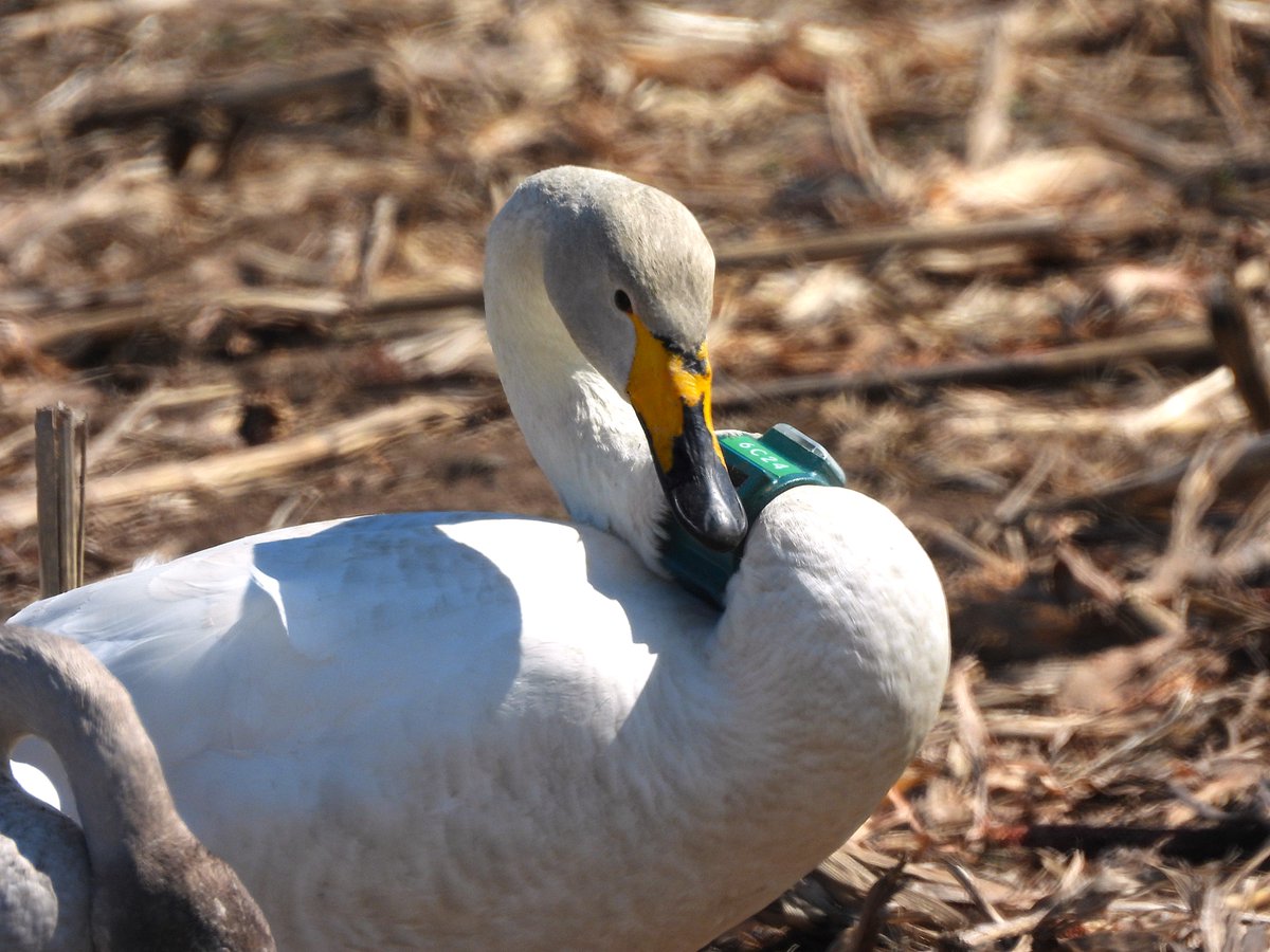 はぴにゃん tweet media