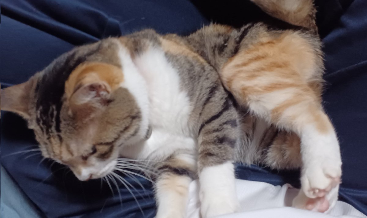 デコイ tweet media