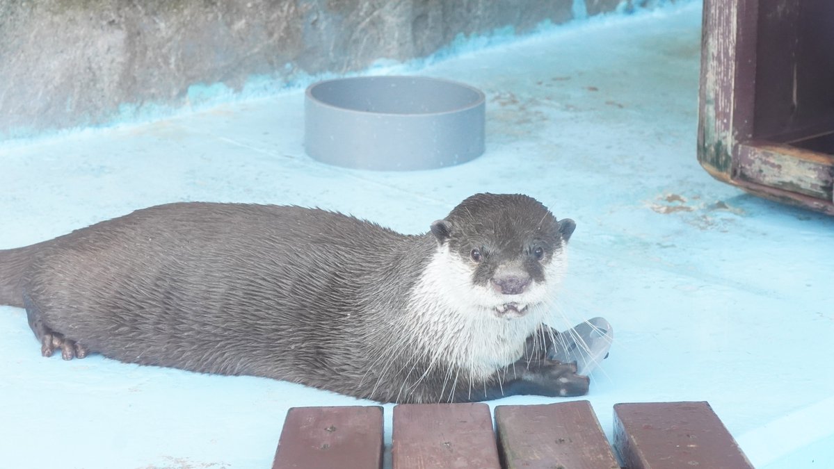 SaibaLucks,LLC/サイバラックス tweet media