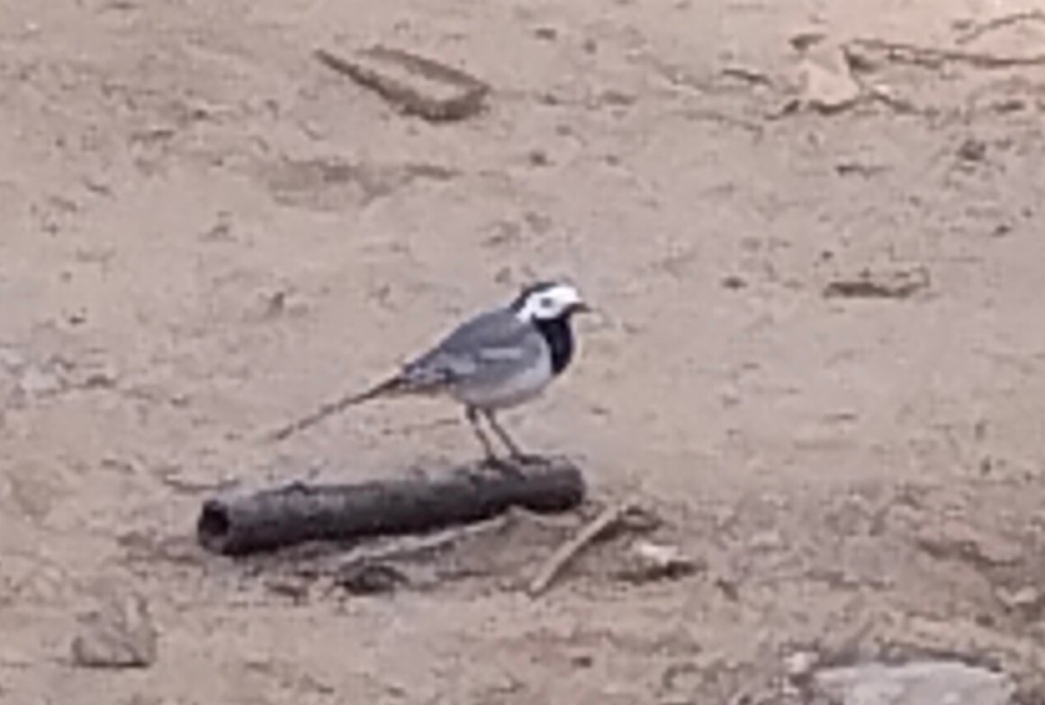 Marina🌊 Stella 🌟Romina🌹🪄 tweet media