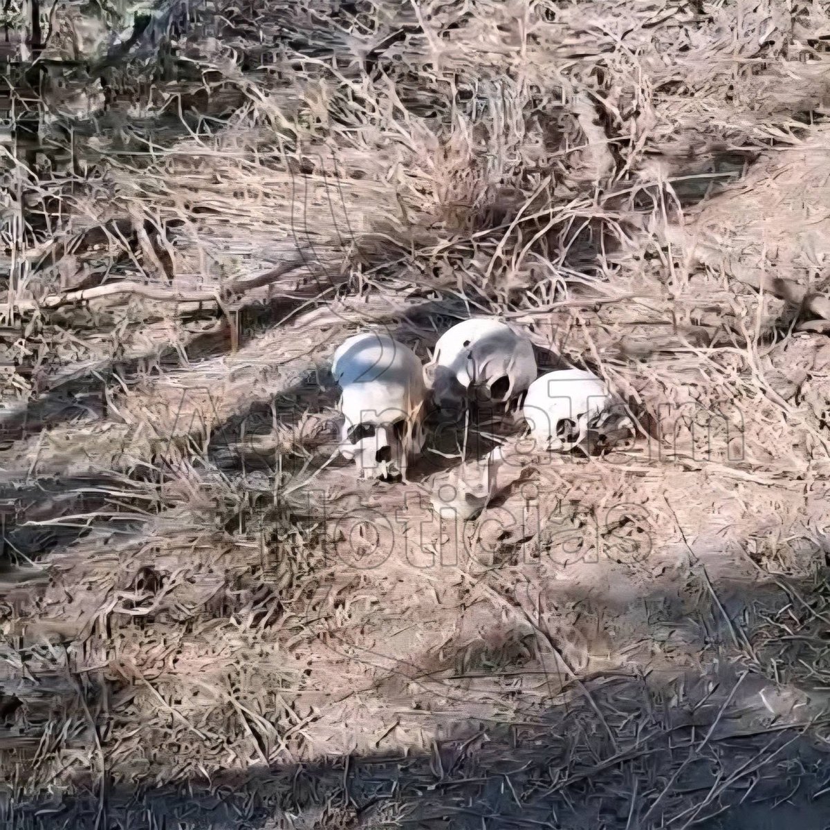 Gildo Garza tweet media