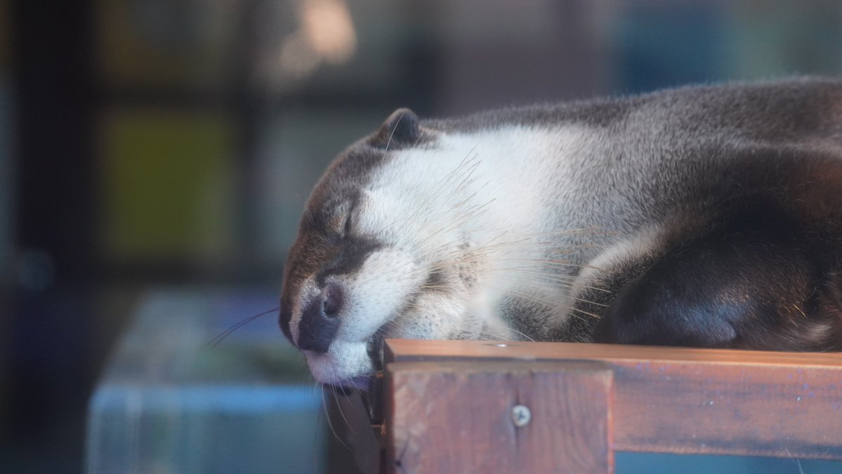 SaibaLucks,LLC/サイバラックス tweet media