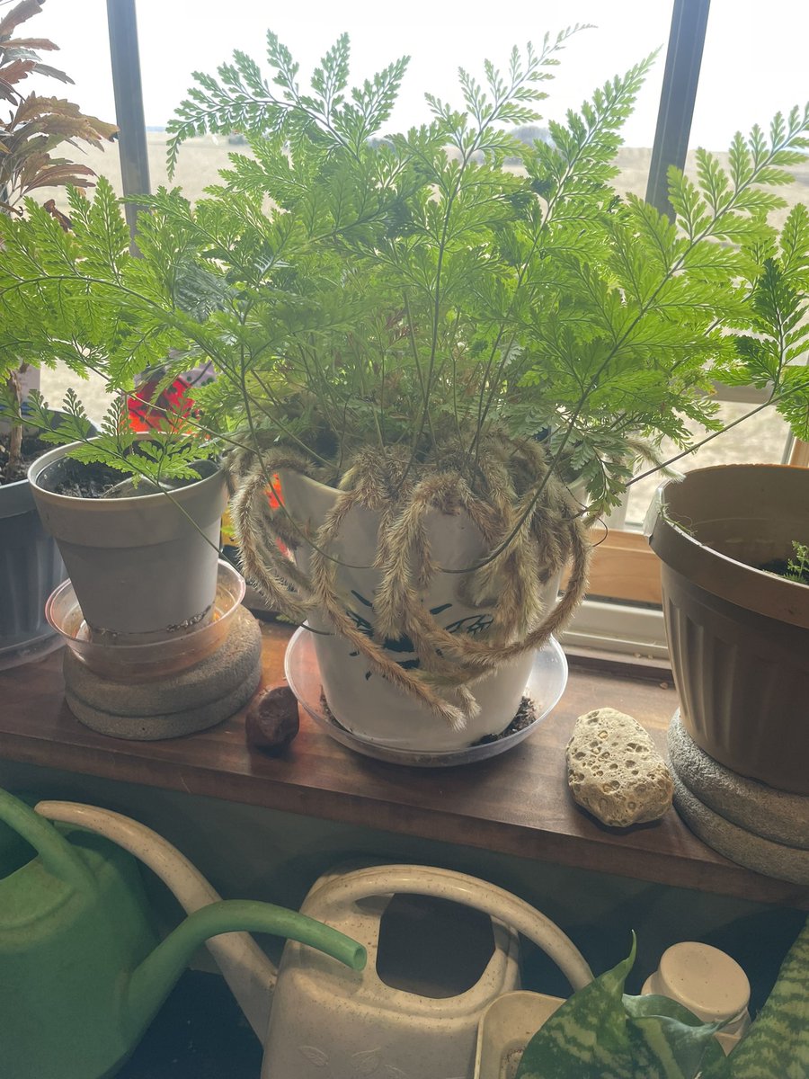 T. Olsen 🏳️‍🌈 tweet media