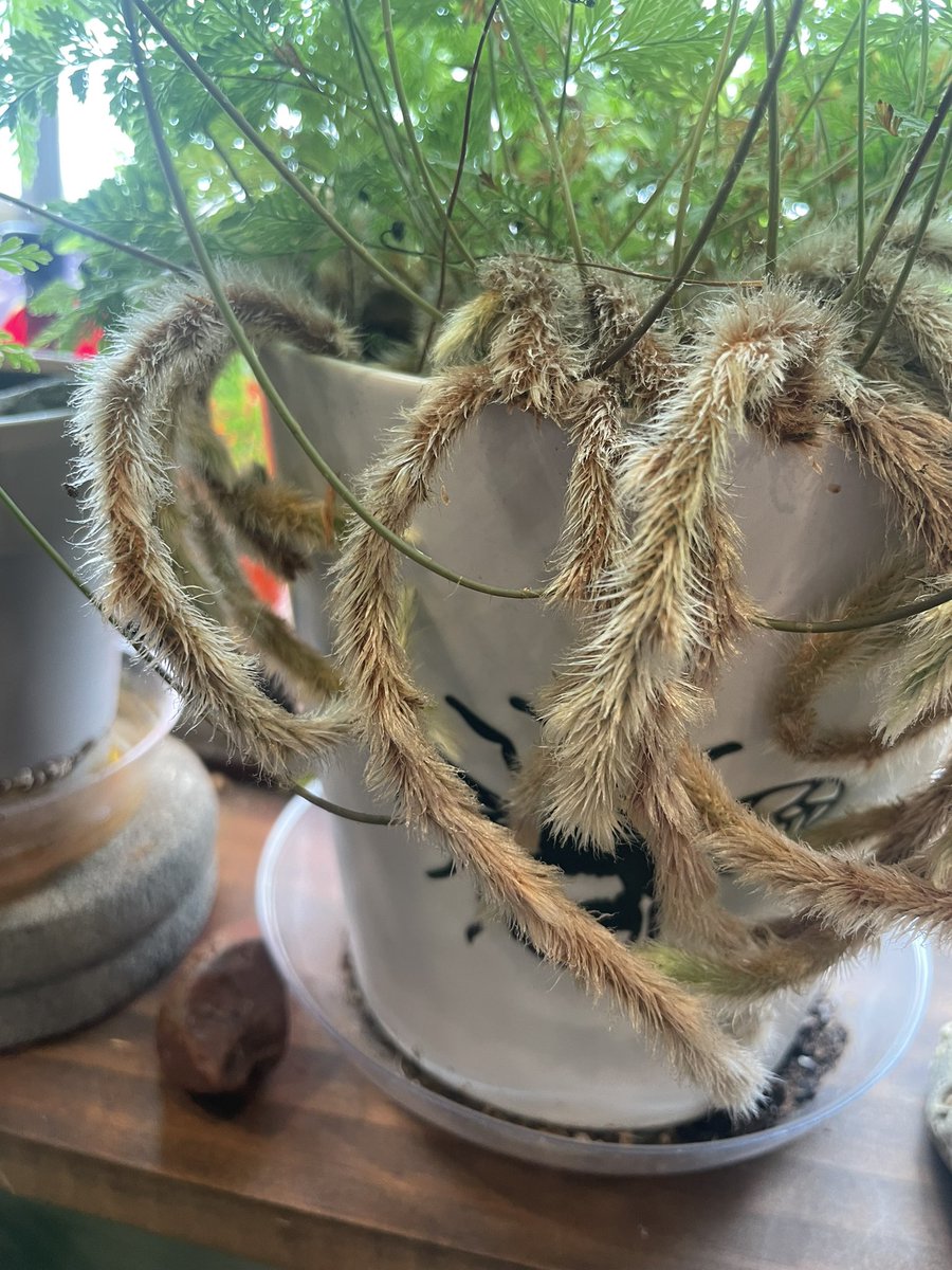 T. Olsen 🏳️‍🌈 tweet media