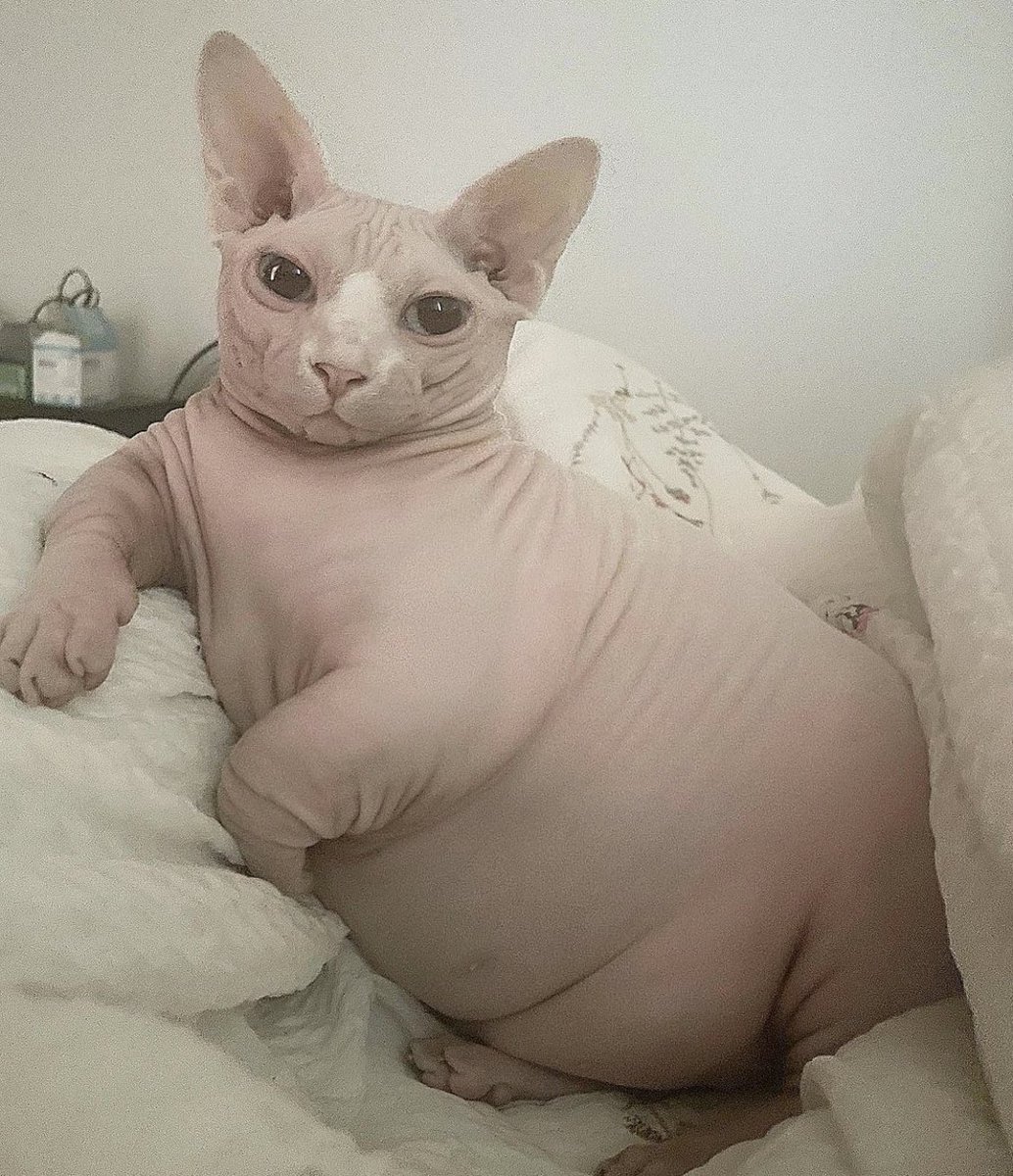 Echo🐈 tweet media