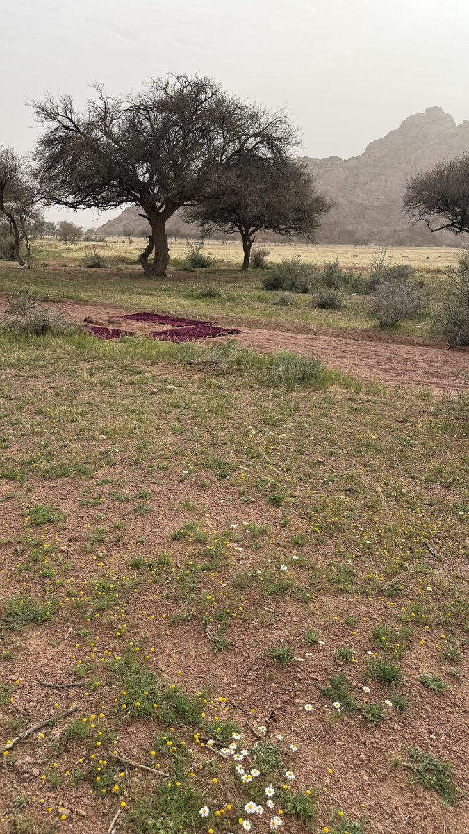 مها🤍hail tweet media