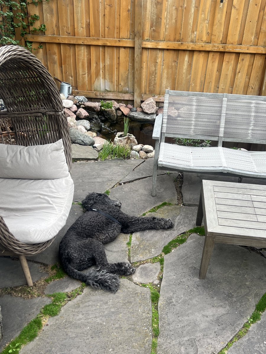 Iamkayjoy's tweet photo. Before the thunderstorms steal our day 😇🐾☕️📖🐕‍🦺 https://t.co/IfpNNMI9Jk