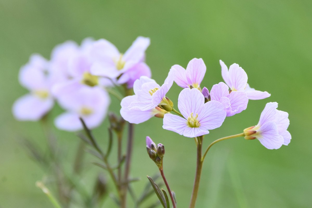 Simon Rose tweet media