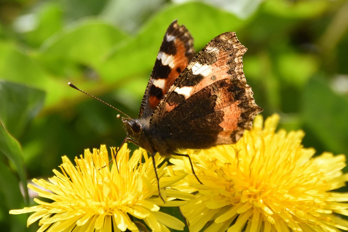 Simon Rose tweet media