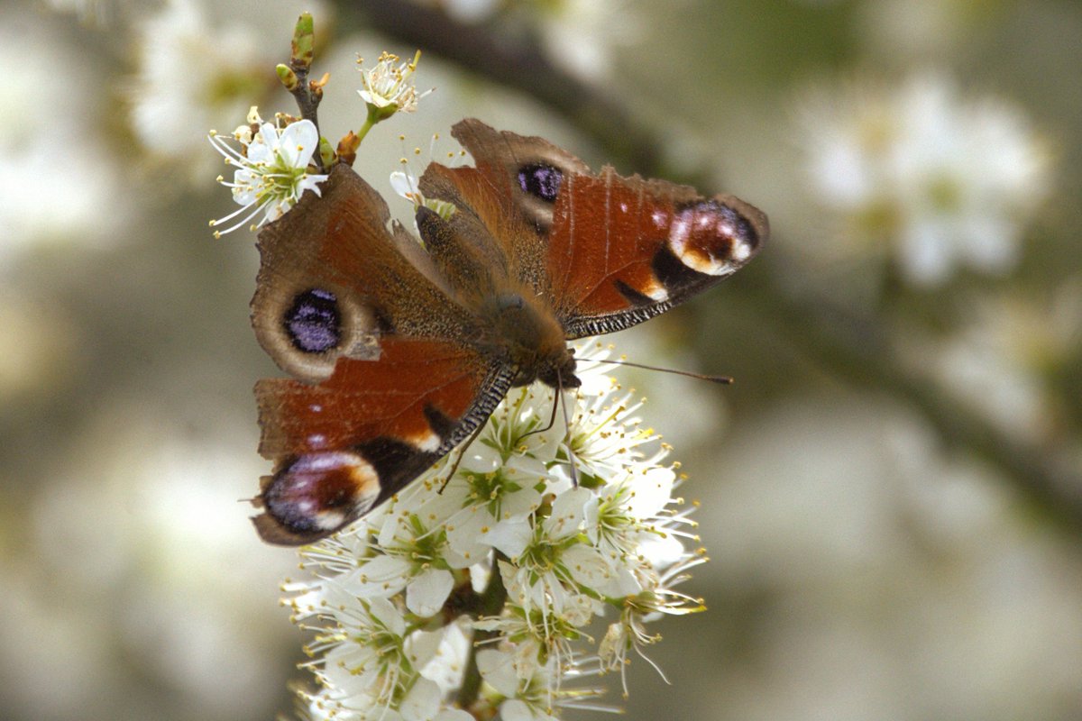 Simon Rose tweet media