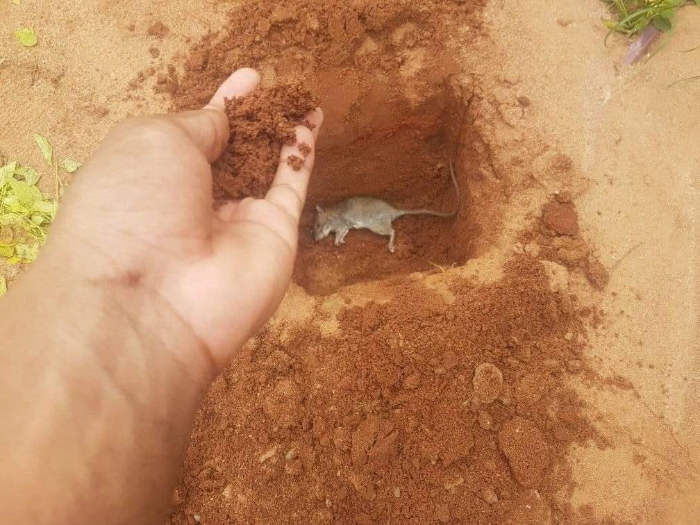 STAIN🇨🇦🇬🇭 tweet media