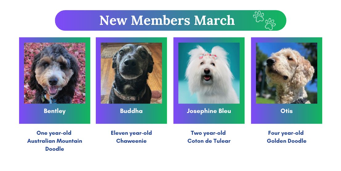 North Star Therapy Animals of Pet Partners tweet media