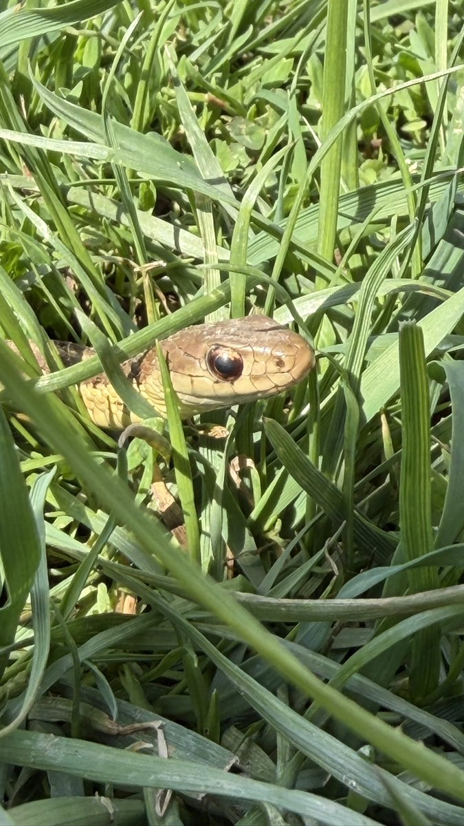 Magma  tweet media