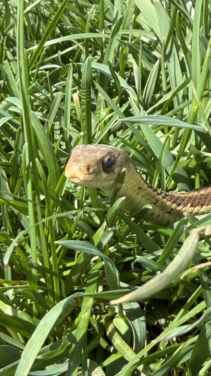 Magma  tweet media