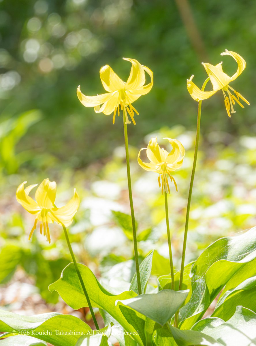 こ~いち tweet media