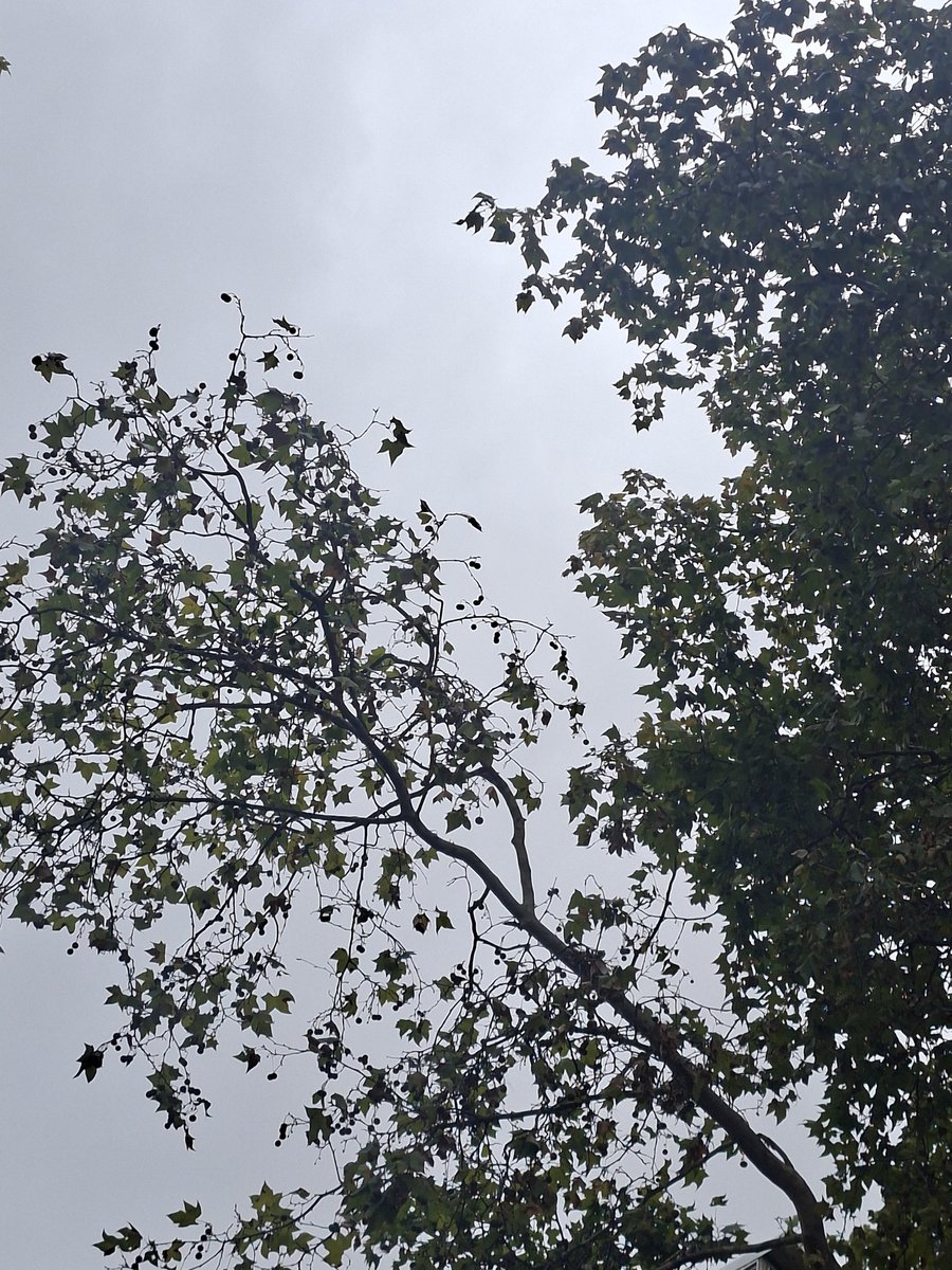 Seba Vallejo tweet media