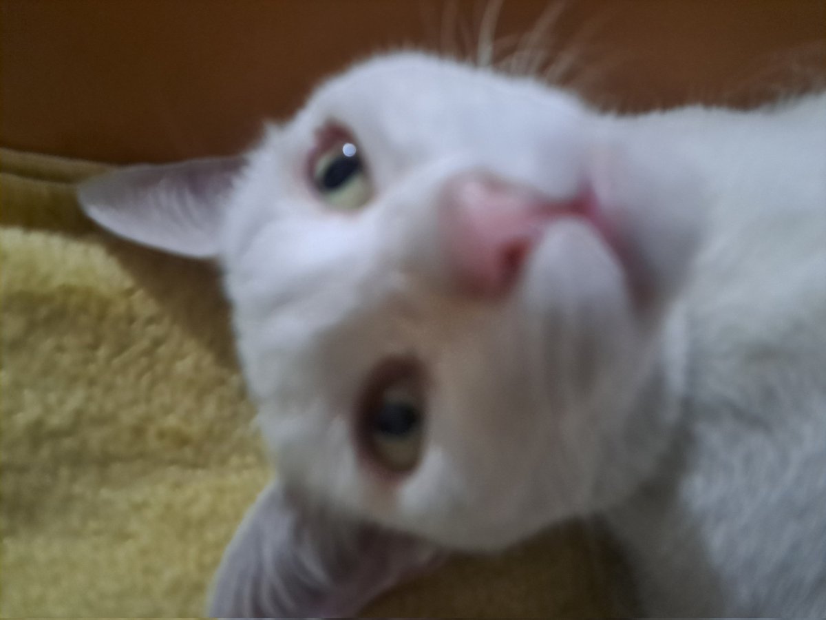 luísa. ݁₊ ⚢ ⊹ . ݁ tweet media