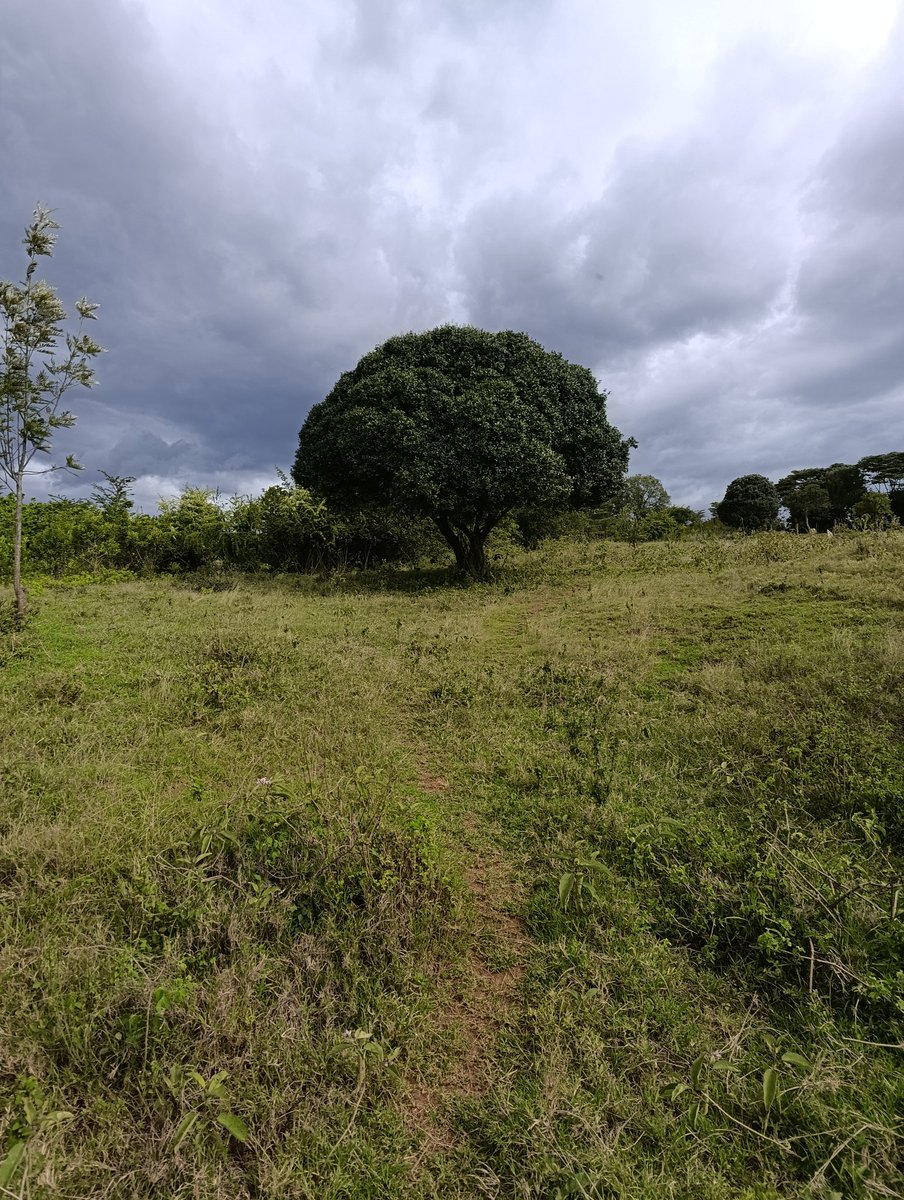 Laikipia Ranches tweet media