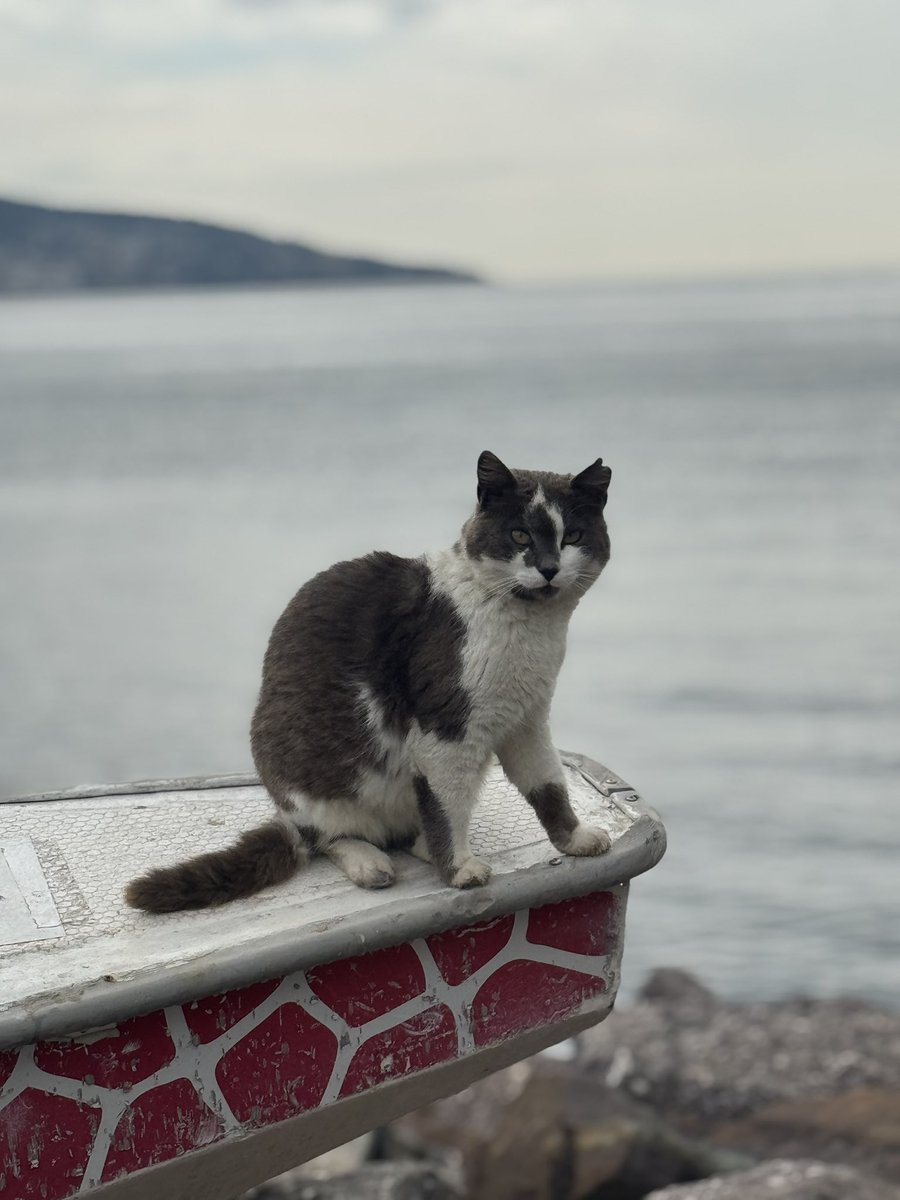 Kübra Tosun tweet media