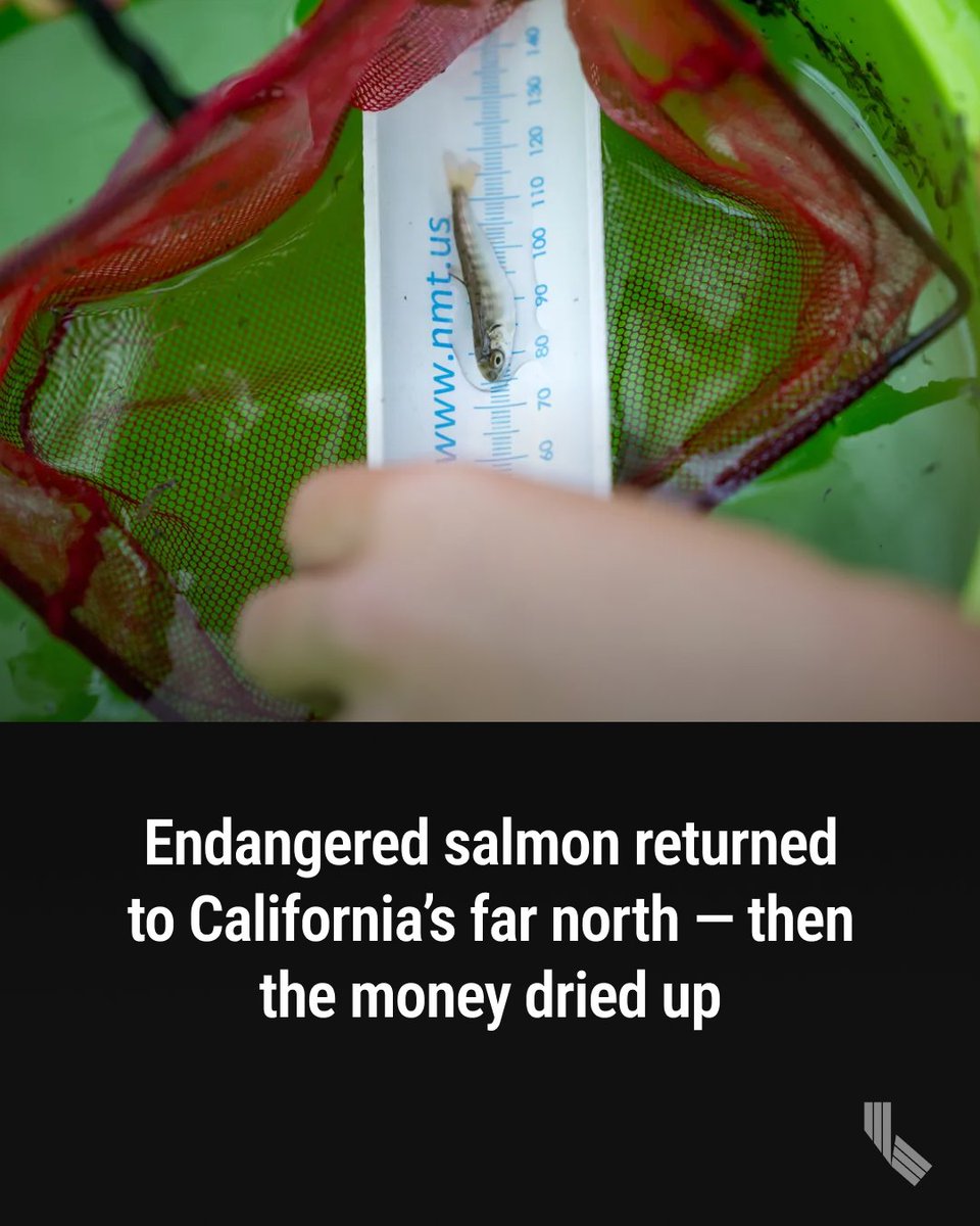 CalMatters tweet media